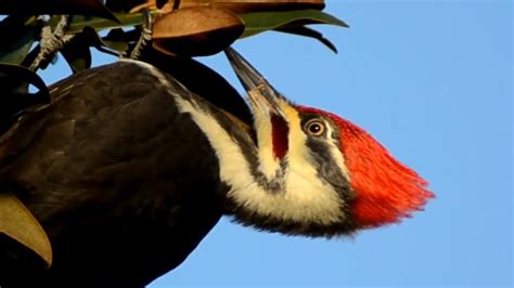 Woodpecker “Drumming”. The enthusiastic drumming that creates such holes sounds like a loud hammering, and is audible for a great distance. Woodpeckers also drum to …